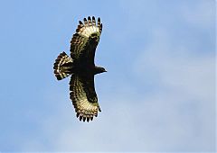 Long-crested Eagle